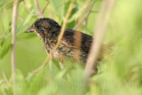 _MG_4322 Seaside Sparrow.jpg