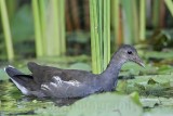 _MG_6538 Common Moorhen.jpg