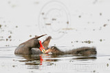_MG_8369 Common Moorhen.jpg