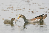 _MG_8493 Common Moorhen.jpg