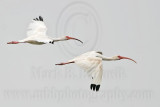 _MG_9117 White Ibis.jpg