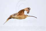 _MG_9421 Long-billed Curlew.jpg