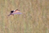 _MG_9452 Least Bittern.jpg