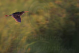 _MG_9770 Least Bittern.jpg