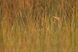 _MG_9794 Least Bittern.jpg