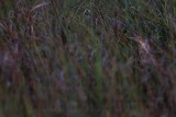 _MG_9963 Least Bittern.jpg