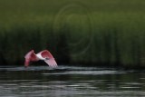 _MG_9996 Roseate Spoonbill.jpg