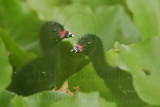 _MG_5762 Purple Gallinule.jpg