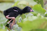 _MG_5809 Purple Gallinule.jpg