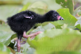 _MG_5810 Purple Gallinule.jpg