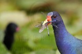 _MG_5823 Purple Gallinule.jpg