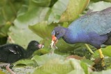 _MG_5832 Purple Gallinule.jpg