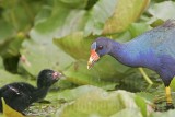 _MG_5833 Purple Gallinule.jpg