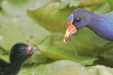 _MG_5833crop Purple Gallinule.jpg