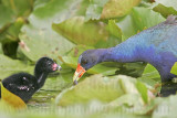 _MG_5835 Purple Gallinule.jpg