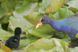 _MG_5837 Purple Gallinule.jpg