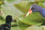 _MG_5837crop Purple Gallinule.jpg