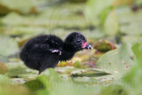 _MG_5848 Purple Gallinule.jpg