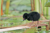 _MG_5925 Purple Gallinule.jpg