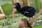 _MG_5929 Purple Gallinule.jpg