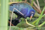 _MG_6045 Purple Gallinule.jpg