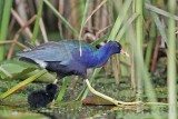 _MG_6056 Purple Gallinule.jpg
