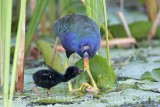 _MG_6191 Purple Gallinule.jpg