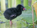 _MG_6303 Purple Gallinule.jpg