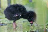 _MG_6307 Purple Gallinule.jpg