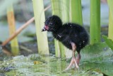 _MG_6309 Purple Gallinule.jpg