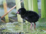 _MG_6315 Purple Gallinule.jpg