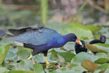 _MG_6437 Purple Gallinule.jpg