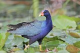 _MG_6447 Purple Gallinule.jpg