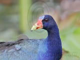 _MG_6447crop Purple Gallinule.jpg