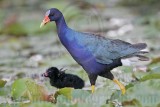 _MG_6492 Purple Gallinule.jpg