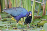 _MG_6516 Purple Gallinule.jpg