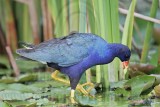 _MG_6519 Purple Gallinule.jpg