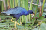_MG_6520 Purple Gallinule.jpg