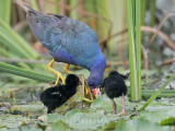 _MG_6778 Purple Gallinule.jpg