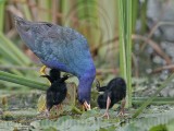 _MG_6781 Purple Gallinule.jpg