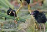 _MG_6822crop Purple Gallinule.jpg