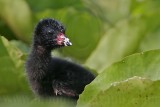 _MG_7026 Purple Gallinule.jpg