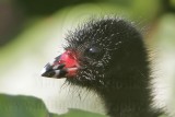 _MG_7087crop Purple Gallinule.jpg