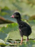 _MG_7305 Purple Gallinule.jpg