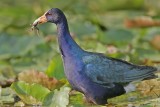 _MG_7330 Purple Gallinule.jpg