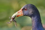 _MG_7330crop Purple Gallinule.jpg