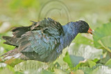 _MG_7368 Purple Gallinule.jpg