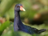 _MG_7395 Purple Gallinule.jpg