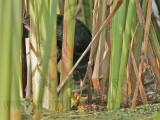 _MG_7619 Purple Gallinule.jpg