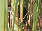_MG_7625 Purple Gallinule.jpg